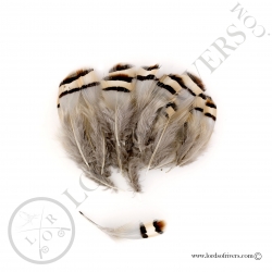 chukar-partridge-flank-feathers-lords-of
