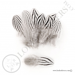 silver-pheasant-body-feathers-lords-of-r