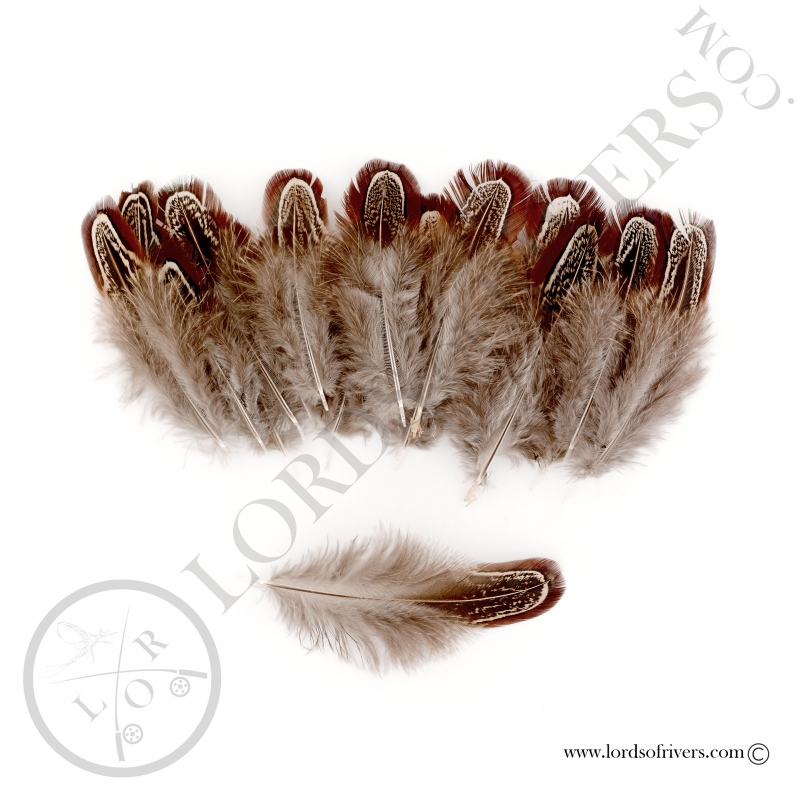 Ringneck Pheasant Feathers