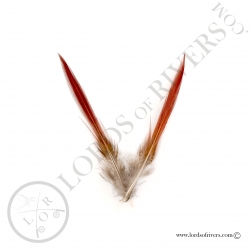 golden-pheasant-sword-spikes-lords-of-ri