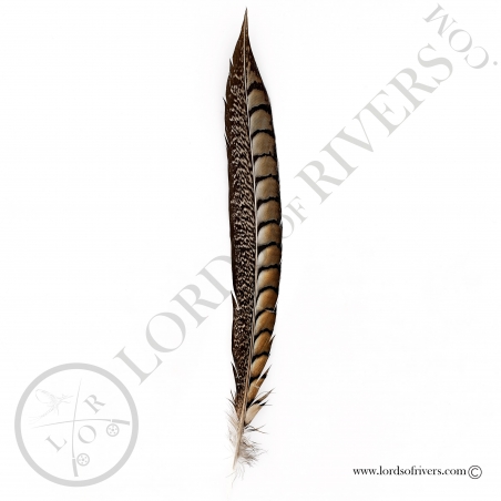 Lady Amherst's Pheasant feather – Usagi no Nedoko