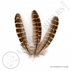 poule-faisane-commune-plumes-d-ailes-lor