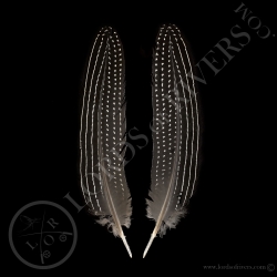 vulturine-guineafowl-wing-cover-paired-l
