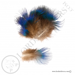 peacock-breast-blue-feathers-lords-of-ri