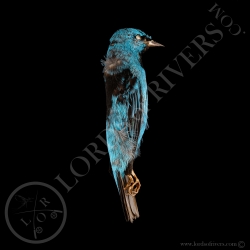 dacnis-blue-full-skin-lords-of-rivers