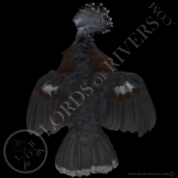 victoria-crowned-pigeon-full-skin-lords-