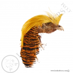 golden-pheasant-complete-head-crest-tipp