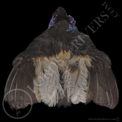 grey-winged-trumpeter-full-skin-lords-of