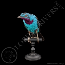 cotinga-cayana-taxidermie-full-skin-lord