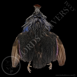 pintade-vulturine-full-skin-peau-complet