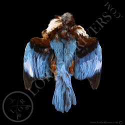 asian-kingfisher-premium-full-skin-lords
