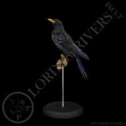 blue-whistling-thrush-taxidermy-lords-of