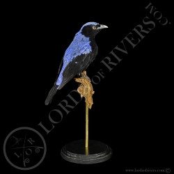 fairy-bluebird-full-skin-taxidermy