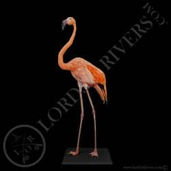 american-flamingo-taxidermy-lords-of-riv