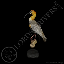 ibis-a-face-noire-taxidermie-lords-of-ri