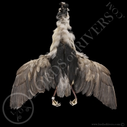 black-crowned-night-heron-full-skin-lord