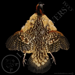 tragopan-de-cabot-full-skin-lords-of-riv