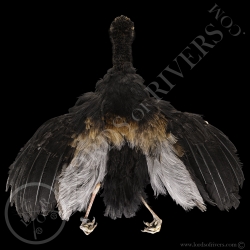 grey-winged-trumpeter-full-skin-lords-of