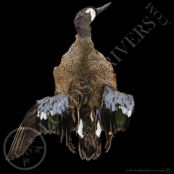 blue-winged-teal-full-skin-lords-of-rive