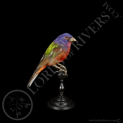 painted-bunting-taxidermy-lords-of-river