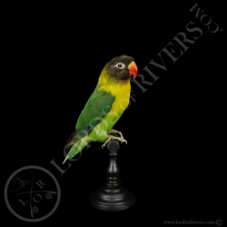 yellow-collared-lovebird-taxidermy-lords