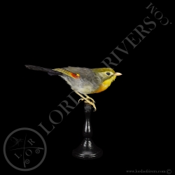 red-billed-leiothrix-taxidermy-lords-of-